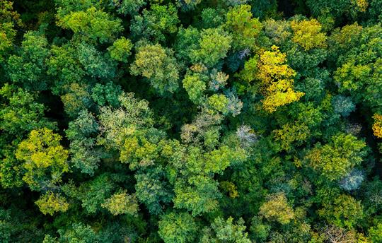 aerial top down view of a green forest