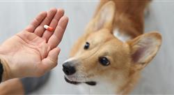 small dog with owner who has red and white pill in hand
